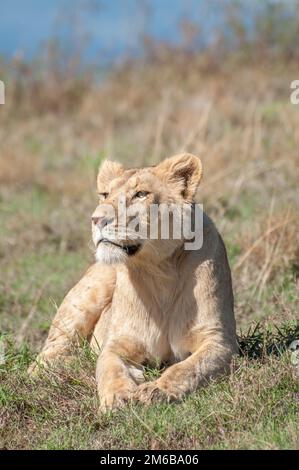 Löwin ruht auf dem Hügel im Ngorongoro-Krater Stockfoto