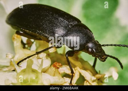Schwarze Käfer Stockfoto