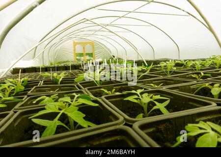 Im Frühling säen wir Pflanzen auf einem Vermehrungstisch, in einem Poly-Tunnel, bereit zum Auspflanzen in organisch vorbereiteten Beeten. Stockfoto