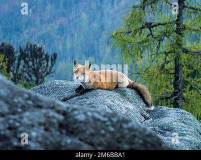 Junge Rotfuchse, Vulpen, die auf einem Felsen liegen und in die Berge blicken, Wald, Kiefernbäume im Hintergrund Stockfoto