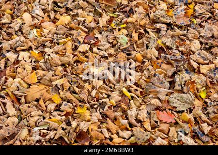 Nahaufnahme einer Masse von heruntergefallenen Blättern oder Laubstreu, die vom Wind in einem lokalen Park an einer Wand gesammelt wurden. Stockfoto