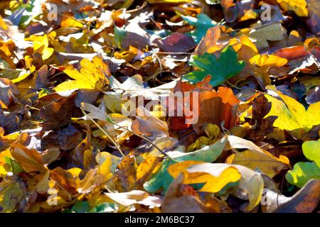Nahaufnahme des Laubstreuers, der sich auf dem Gras eines Parks gesammelt hat, die verschiedenen Farben, die durch die Herbstsonne beleuchtet werden. Stockfoto