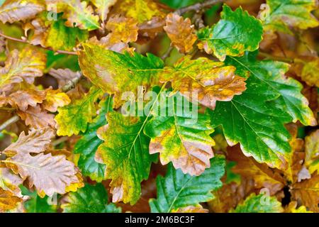 Eiche aus Sesseln oder Hartmasten (quercus petraea), vielleicht englische Eiche oder Eiche aus Pedunculate (quercus robur), Nahaufnahme der Blätter, die im Herbst ihre Farbe wechseln. Stockfoto