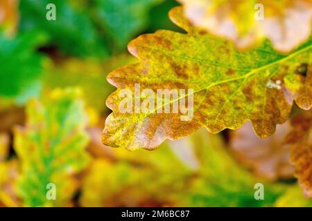 Eiche aus Sesseln oder Hartmasten (quercus petraea), vielleicht englische Eiche oder Eiche aus Pedunculate (quercus robur), Nahaufnahme eines einzelnen Blatts, das im Herbst die Farbe wechselt. Stockfoto