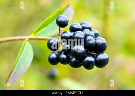 Common Privet (Ligustrum vulgare), Nahaufnahme der reifen schwarzen Beeren,  die im Herbst vom Strau produziert wurden. Die sind giftig Stockfotografie  - Alamy