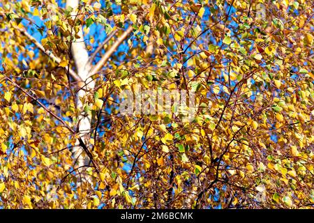 Silberbirke (betula pendula) mit den obersten Ästen und dem Stamm eines Baumes, dessen Blätter im Herbst gelb geworden sind. Stockfoto