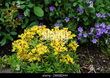 Wunderschöne Sedum blüht im Garten Stockfoto