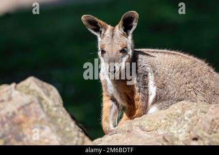 Gelbfüßige Felswand, die auf einem Felsen sitzt Stockfoto