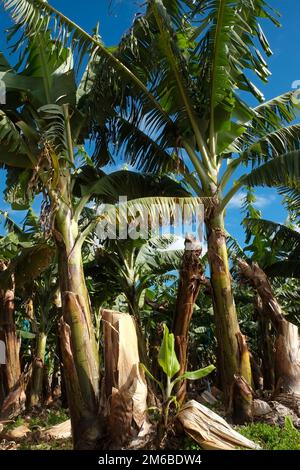 Bananenplantage, La Palma Stockfoto