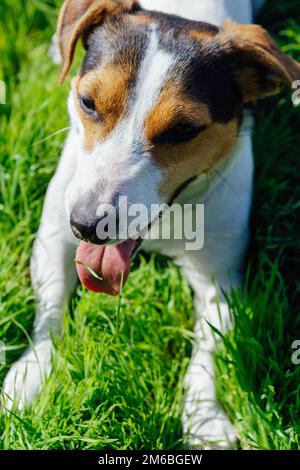 Hunderasse Jack Russell Terrier liegt auf dem Rasen Stockfoto