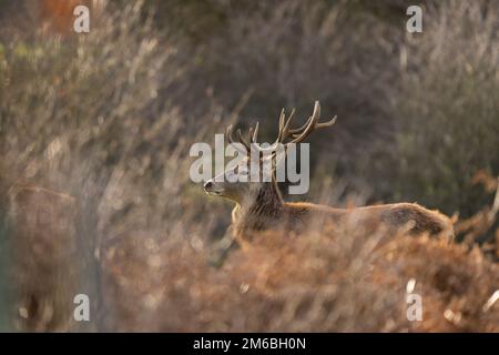 Red Deer im Estate Park. Stockfoto