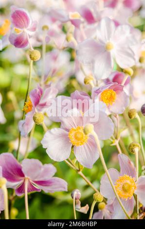 Schöne Blumen Anemonen Japaner in einen Garten, eine enge Stockfoto