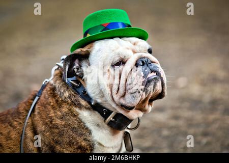 Englische Bulldogge mit St Patrick#39;s Day Hut Stockfoto