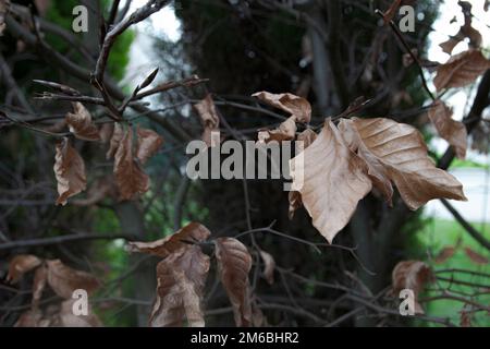 Kupferbuche (Fagus sylvatica atropurpurea) gefallene Blätter Stockfoto