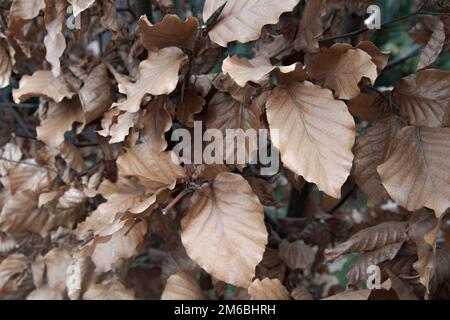 Nahaufnahme der Kupferbuche (Fagus sylvatica atropurpurea) Stockfoto