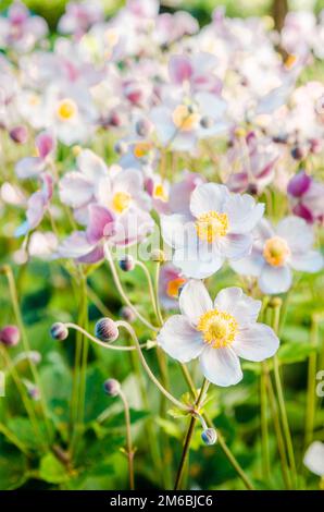 Schöne Blumen Anemonen Japaner in einen Garten, eine enge Stockfoto