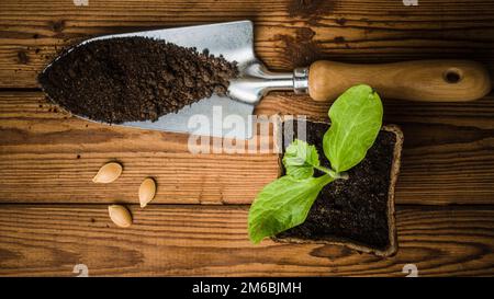 Stillleben mit Sprossen und Gartenwerkzeug, Draufsicht Stockfoto