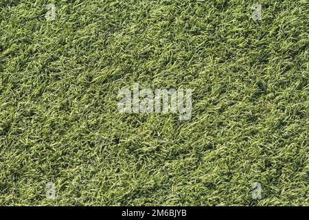 Künstliches grünes Gras von oben, von oben nach unten. Stockfoto