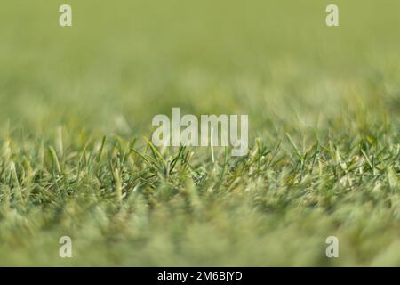 Künstliches grünes Gras wird mit geringer Tiefenschärfe tief und nah aufgenommen. Stockfoto