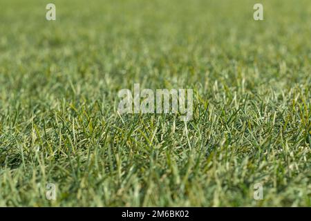 Künstliches grünes Gras wird mit geringer Tiefenschärfe tief hinunter und nah herangeschossen. Stockfoto