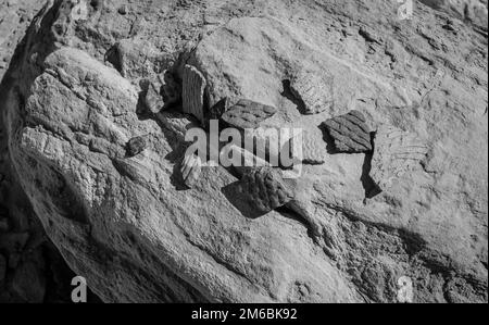 Gefängnisruinierung. Rucksacktouren in Grand Gulch und Anasazi-Wohnungen und Felskunst. In Der Nähe Von Blanding, Utah, Usa. Stockfoto