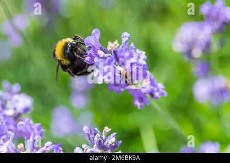 Eine Hummelbiene, die Nektar trinkt Stockfoto