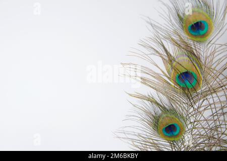 peacock-Feder isoliert auf weißer Nahaufnahme Stockfoto