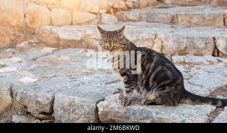Tabby-Katze auf Hydra Island, Griechenland. Stockfoto