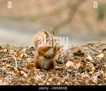 Süßes und betörendes rotes Eichhörnchen auf Brownsea Island Stockfoto