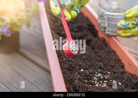 Dünger für Blumen. Der Vorgang der Fütterung von Blüten vor dem Anpflanzen in Blumentöpfen. Die Hand einer Nahaufnahme streut den Boden mit Dünger Stockfoto