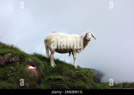 Schafe auf einer Wiese Stockfoto