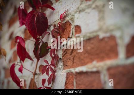 Rote Blätter wilder Trauben in der Nähe einer alten Mauer Stockfoto