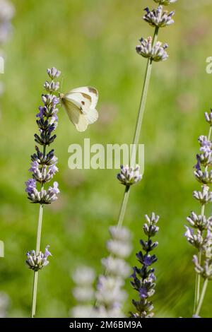 Pieris brassicae, der große weiße, auch Kohlschmetterling genannt Stockfoto