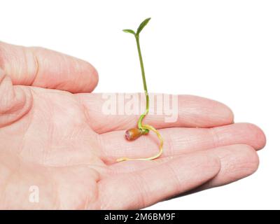 Junge Samen, die in der Hand auf weiß wachsen Stockfoto