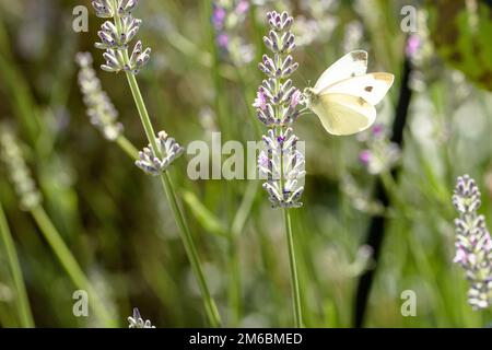 Pieris brassicae, der große weiße, auch Kohlschmetterling genannt Stockfoto