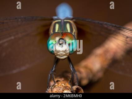 Drachen fliegen Stockfoto