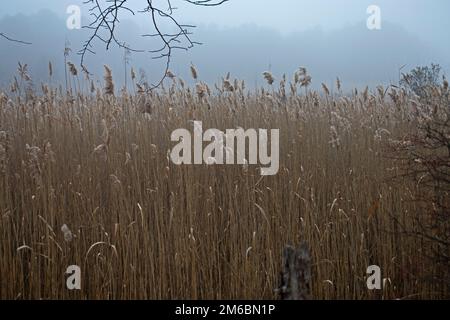 Ein nebeliger Morgen auf einem Schilffeld auf dem Perrine Road Trail im Cheesequake State Park, Matawan, New Jersey -06 Stockfoto