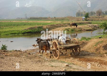 Bauer, der mit Wasserbüffeln auf dem Feld arbeitet Stockfoto