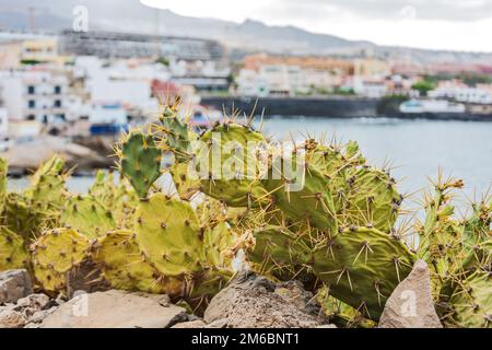 Kakteen wachsen zwischen den Steinen auf der vulkanischen Insel Teneriffa im Atlantischen Ozean Stockfoto