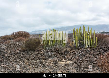 Strümpfe Kakteen wachsen zwischen den Felsen des Vulkans auf der Insel Teneriffa im Atlantik OCE Stockfoto