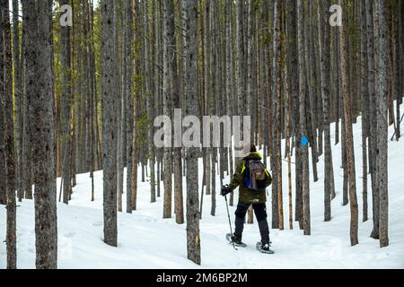 Schneeschuhwanderung durch Kiefernstümpfe im Schnee, Peaks Trail, White River National Forest, in der Nähe von Breckenridge, Colorado USA Stockfoto