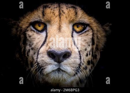 Ein Nahporträt frontal eines Gepardengesichts mit schwarzem Hintergrund Stockfoto