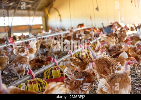 Bio-Hühnerzucht in ihren Tierheimen Stockfoto