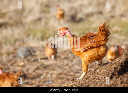 Nahaufnahme einer Legehenne, die frei in einer üppigen grünen Koppel herumläuft Stockfoto