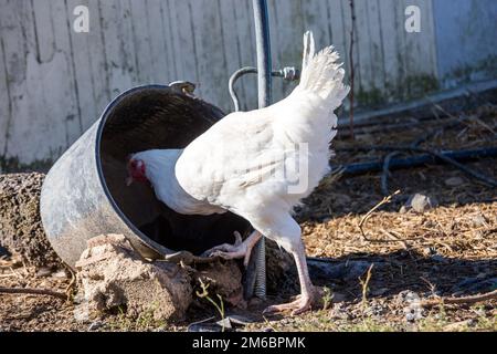 Nahaufnahme einer Legehenne, die frei in einer üppigen grünen Koppel herumläuft Stockfoto