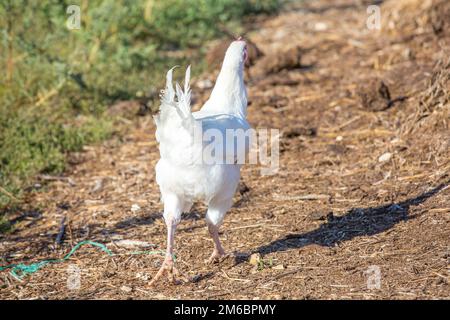 Nahaufnahme einer Legehenne, die frei in einer üppigen grünen Koppel herumläuft Stockfoto