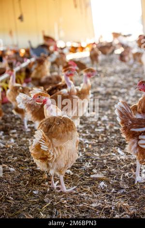 Bio-Hühnerzucht in ihren Tierheimen Stockfoto