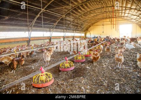 Bio-Hühnerzucht in ihren Tierheimen Stockfoto