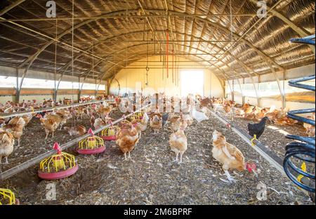 Bio-Hühnerzucht in ihren Tierheimen Stockfoto