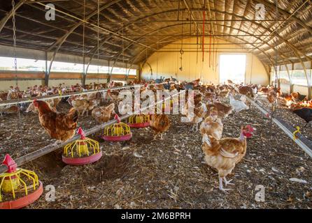 Bio-Hühnerzucht in ihren Tierheimen Stockfoto